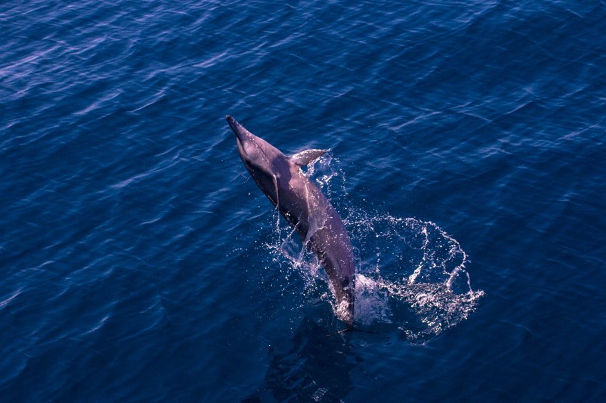在大海中遇見的野生鯨豚，所有的活動都未經過排練或是苛求，是他們最真實的樣貌。  (圖片來源：海幫手蘇小傑、陳昱翔提供)